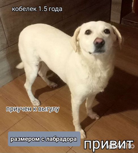 Мальчишка 1.5 года привит