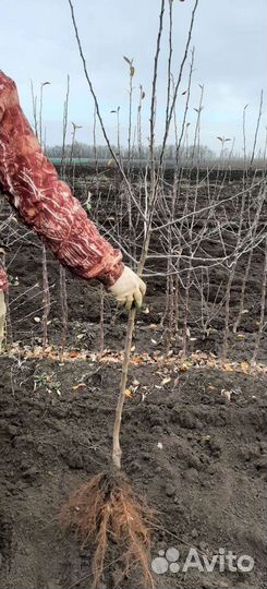 Саженцы плодовых деревьев (опт)