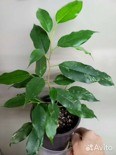 Фикус Эльдорадо