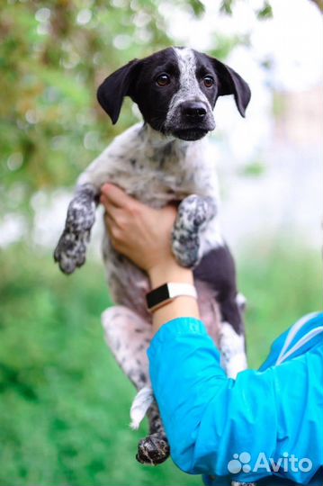 Щенки с интересным окрасом в дар