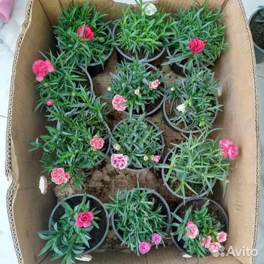 Гвоздика и остеоспермум