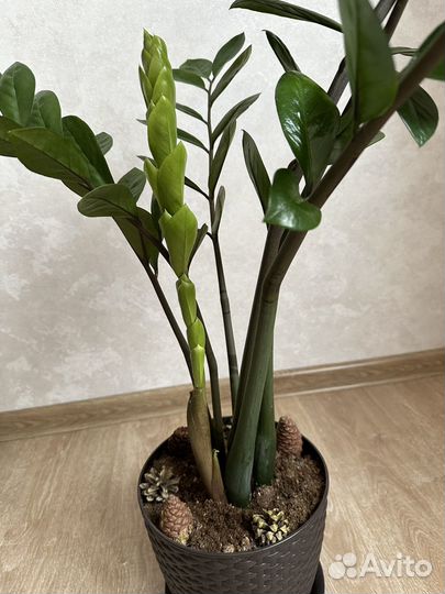 Замиокулькас