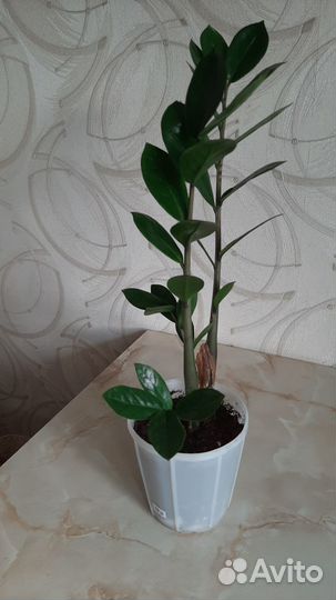 Замиокулькас