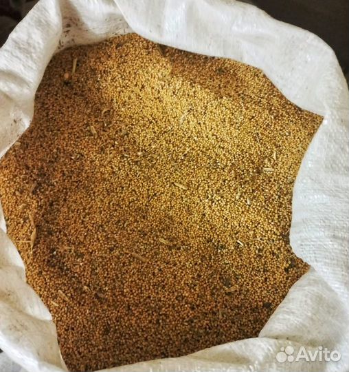 Семена горчицы 1 сорт