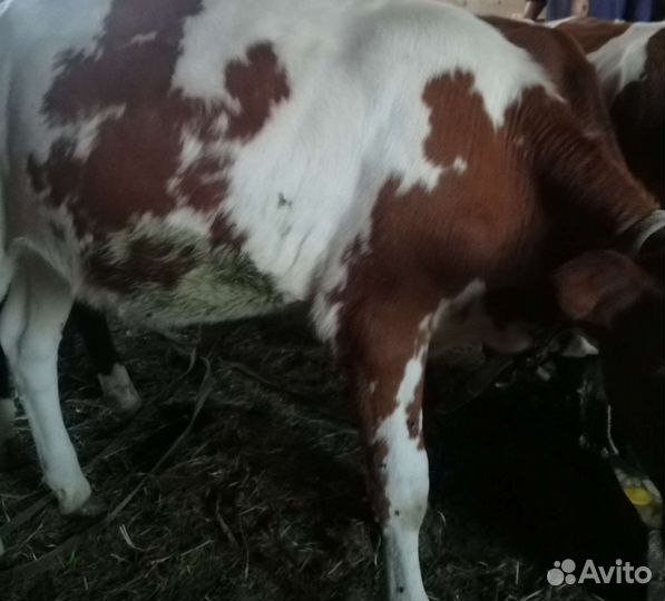 Тёлочки 4месяца(чёрная, рябые) на выбор