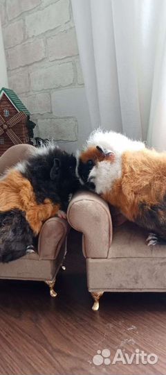 Морская свинка плюшевые