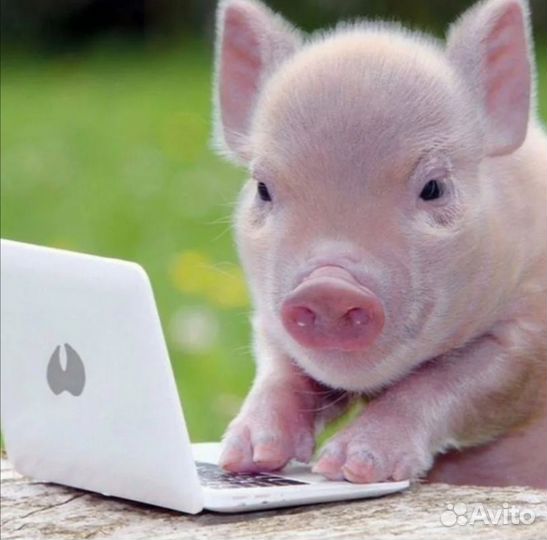 Поросенок ландрас