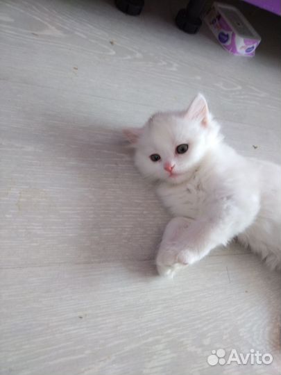 Британские котята в добрые руки