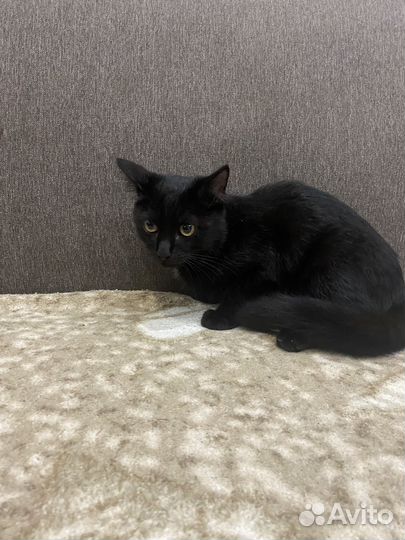 Котики бесплатно