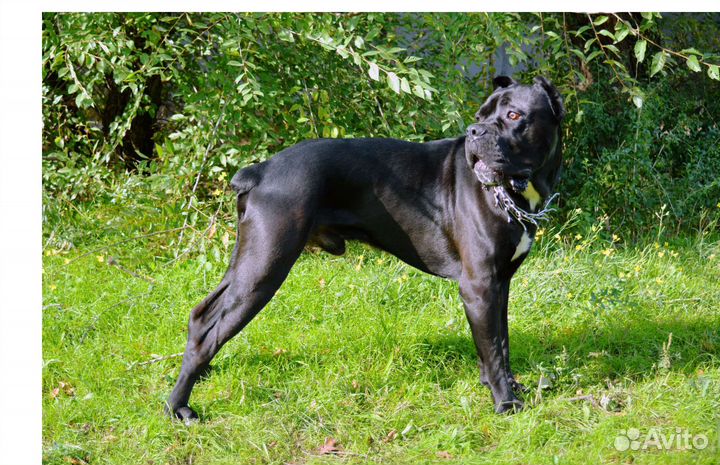 Кане Корсо вязка