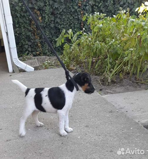 Фокстерьер гладкошерстный