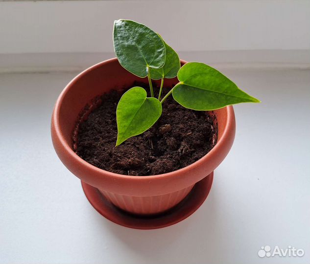 Антуриум красный