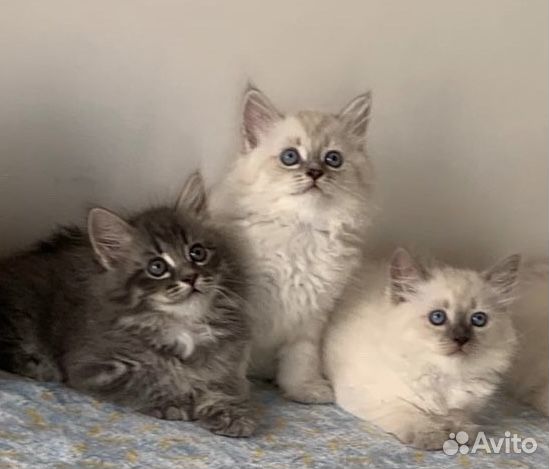Сибирские невские котята