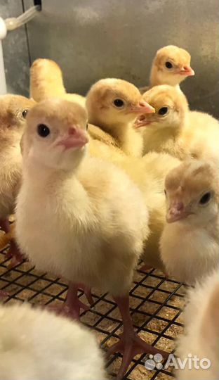 Индюшата бройлерные