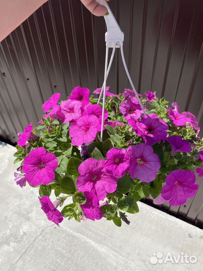 Петунии ампельные