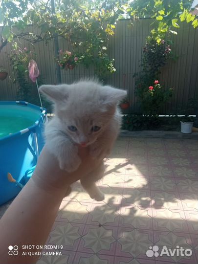 Котята в добрые руки бесплатно