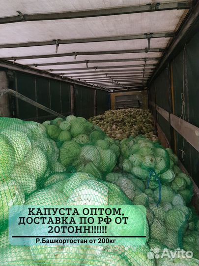 Капуста оптом от 20 тонн