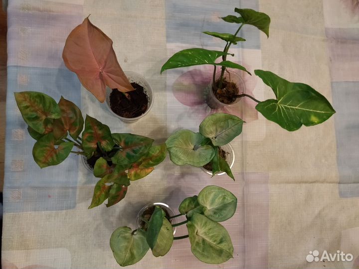 Сингониумы сортовые