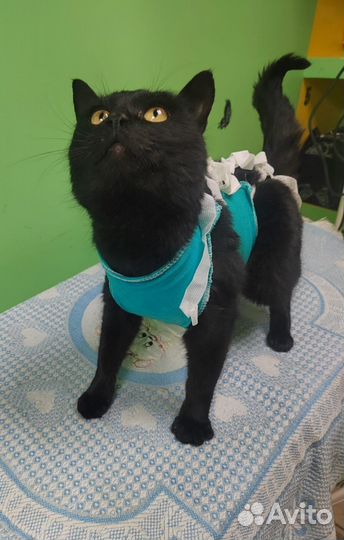 Кошечка ласка