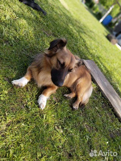 Собака в добрые руки отдам бесплатно