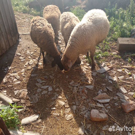 Овцы бараны ягнята