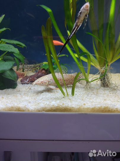 Аквариумное растение Валлиснерия гигантская