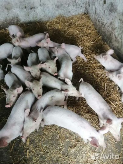 Поросята