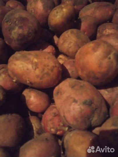 Продам картофель с доставкой