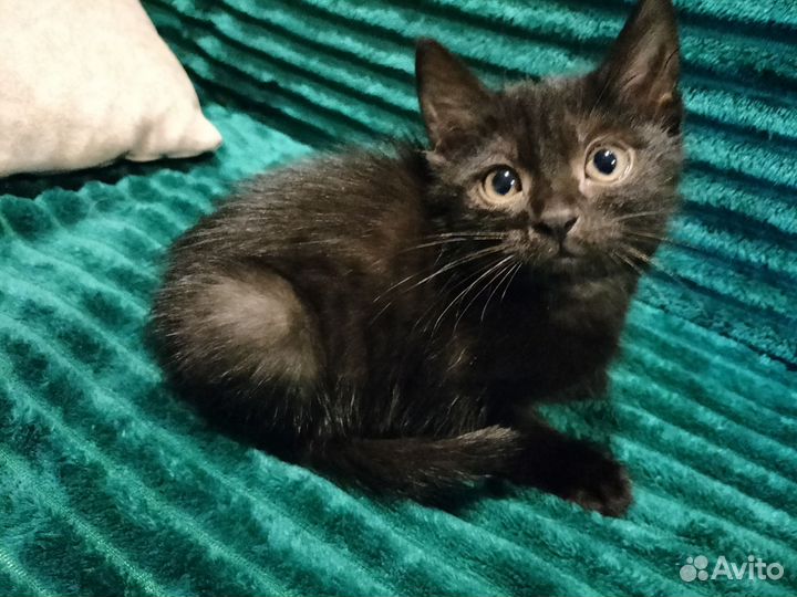 Котенок девочка в дар