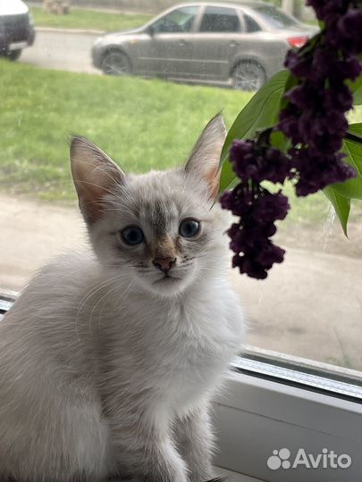 Тайский котенок