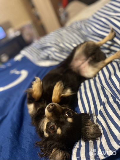 Мини той-терьер девочка ищет мужчину своей мечты