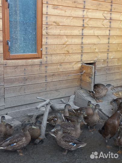 Утки подсадные