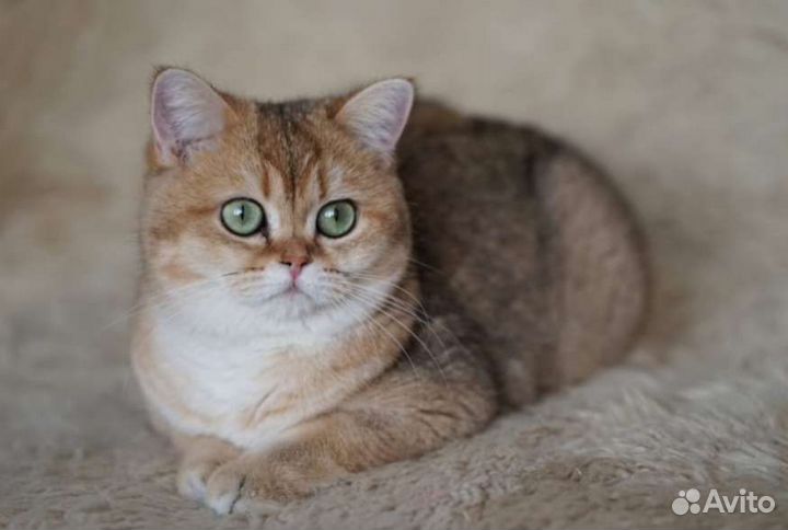 Золотая шиншилла девочка