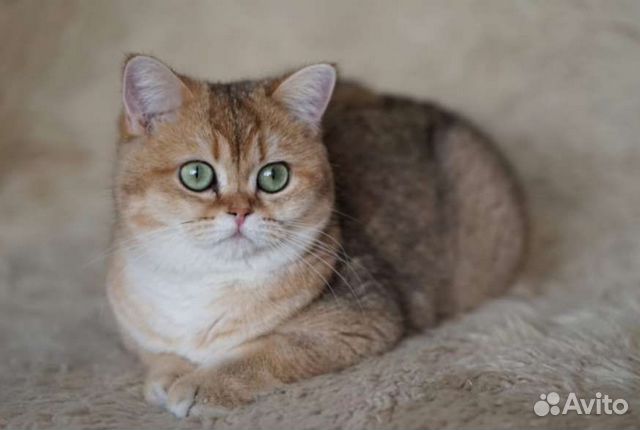 Золотая шиншилла девочка