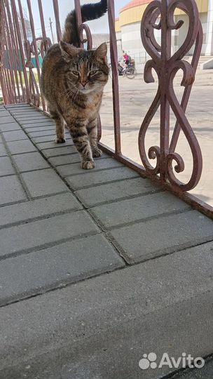 Ласковая кошечка