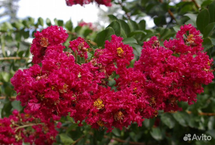 Магнолия грандифлора