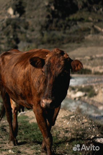 Тур На Эльбрус из Ростова