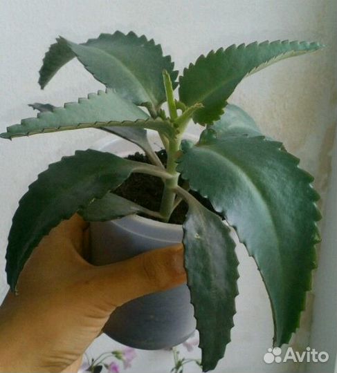 Каланхоэ лечебный