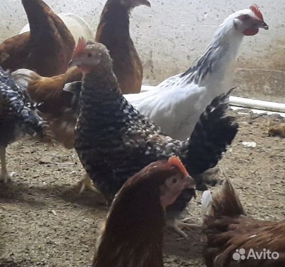 Петухи доминанты