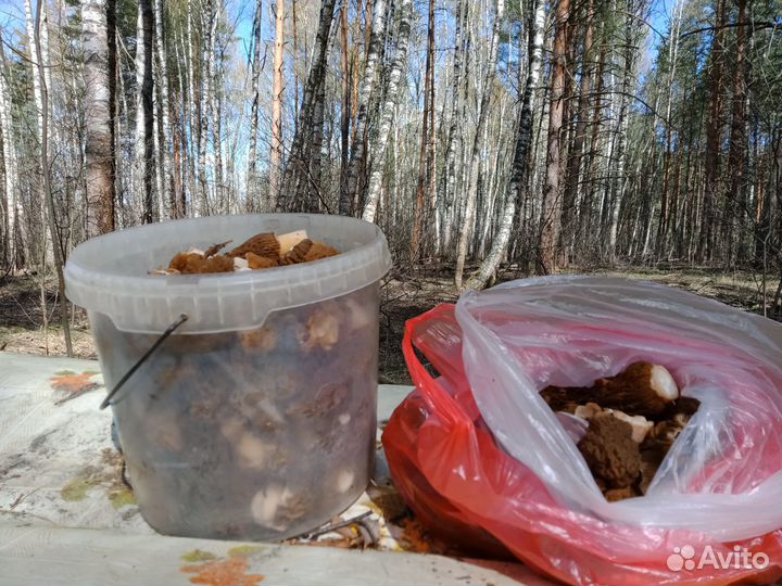 Свежие грибы.А так же маринованные и сушёные