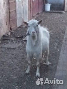 Козёл. Козы