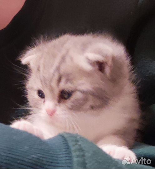 Два котенка, мальчик и девочка