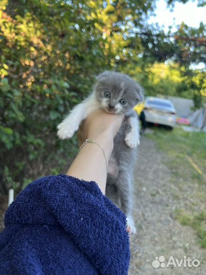 Котята вислоухие бесплатно