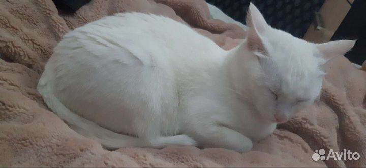 Кошка в дар бесплатно