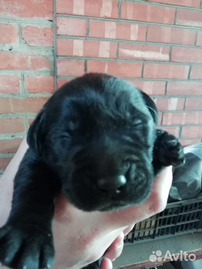 Щенки лабрадора