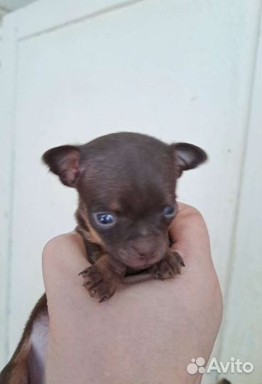 Мини той-терьер