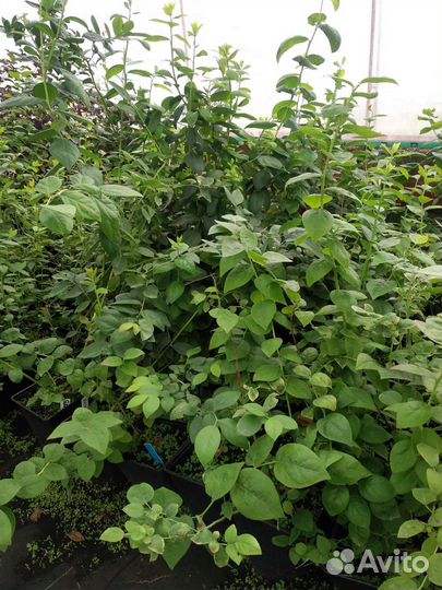 Голубика оптом