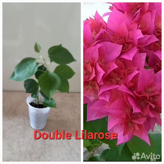Бугенвиллия Double Lilarose