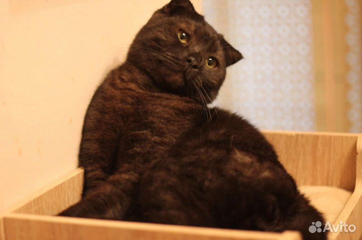 Кот ищет дом