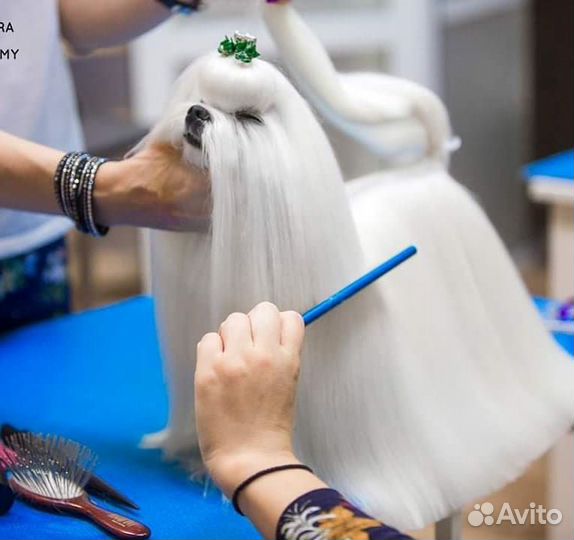 Мальтезе вязка